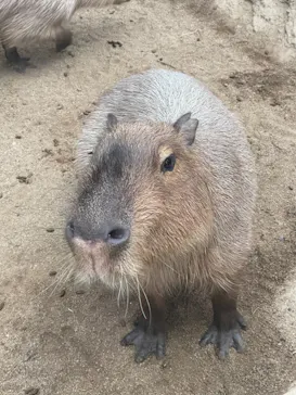 神戸どうぶつ王国に投稿された画像（2022/4/30）
