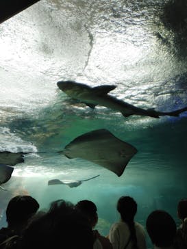 新江ノ島水族館に投稿された画像（2022/4/30）