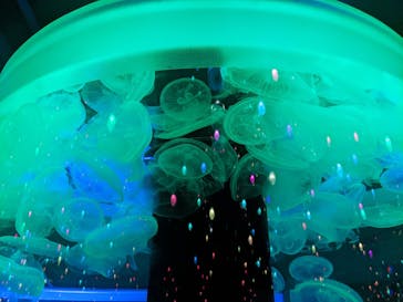 マクセル アクアパーク品川に投稿された画像（2022/4/30）