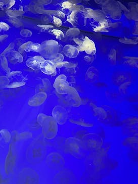 アクアワールド茨城県大洗水族館に投稿された画像（2022/4/30）