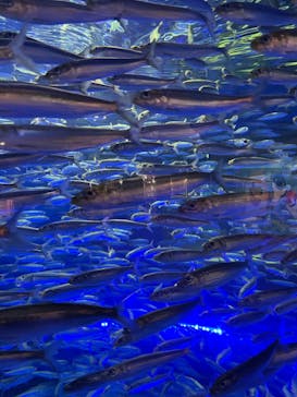 アクアワールド茨城県大洗水族館に投稿された画像（2022/4/30）