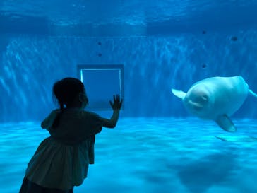 島根県立 しまね海洋館に投稿された画像（2022/4/30）