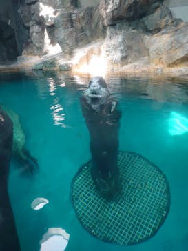 大分マリーンパレス水族館 「うみたまご」に投稿された画像（2022/4/30）