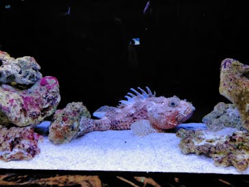 マクセル アクアパーク品川に投稿された画像（2022/4/30）