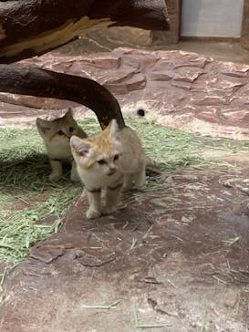 那須どうぶつ王国に投稿された画像（2022/4/30）