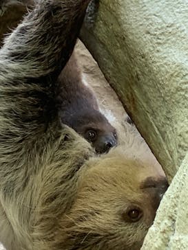 那須どうぶつ王国に投稿された画像（2022/4/30）