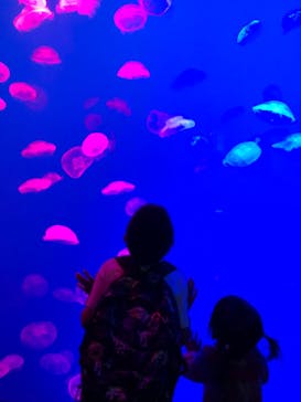 大分マリーンパレス水族館 「うみたまご」に投稿された画像（2022/4/30）