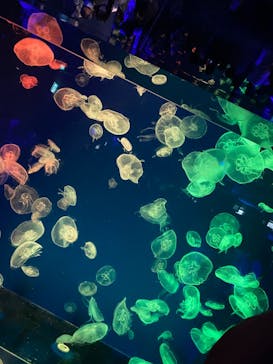 名古屋港水族館に投稿された画像（2022/4/30）