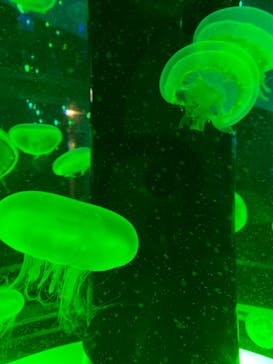 マクセル アクアパーク品川に投稿された画像（2022/4/30）