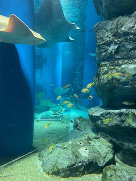 マクセル アクアパーク品川に投稿された画像（2022/4/30）