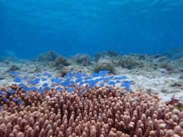 宮古島 ADVENTURE PiPi（ミヤコジマ アドベンチャー ピピ）に投稿された画像（2022/4/30）