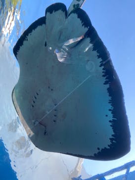 九十九島水族館海きららに投稿された画像（2022/4/30）