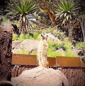 伊豆シャボテン動物公園に投稿された画像（2022/4/30）