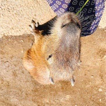 伊豆シャボテン動物公園に投稿された画像（2022/4/30）