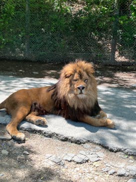 群馬サファリパークに投稿された画像（2022/5/1）