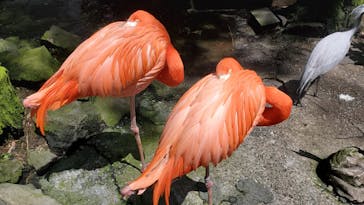 伊豆シャボテン動物公園に投稿された画像（2022/4/30）