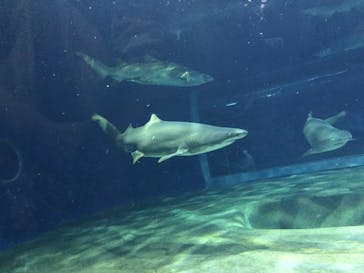アクアワールド茨城県大洗水族館に投稿された画像（2022/5/1）