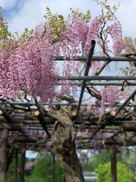 いばらきフラワーパークに投稿された画像（2022/5/1）