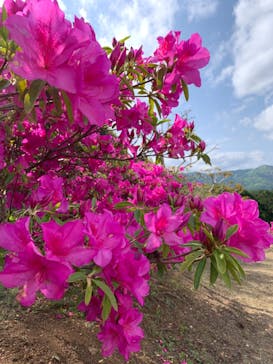 いばらきフラワーパークに投稿された画像（2022/5/1）