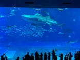 沖縄美ら海水族館に投稿された画像（2022/5/1）