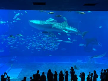 沖縄美ら海水族館に投稿された画像（2022/5/1）