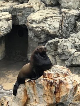 大分マリーンパレス水族館 「うみたまご」に投稿された画像（2022/5/1）