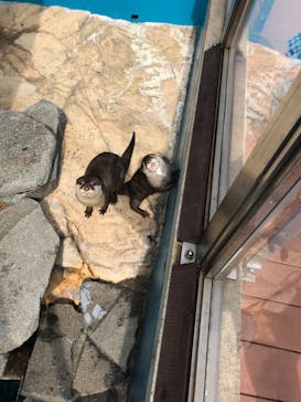 大分マリーンパレス水族館 「うみたまご」に投稿された画像（2022/5/1）