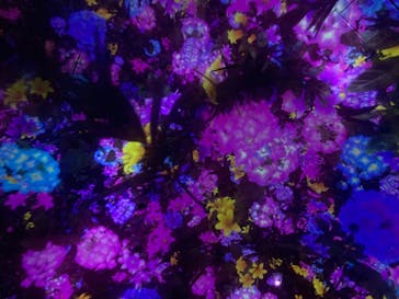 チームラボプラネッツ TOKYO DMMに投稿された画像（2022/5/1）