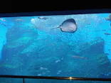 仙台うみの杜水族館に投稿された画像（2022/5/1）
