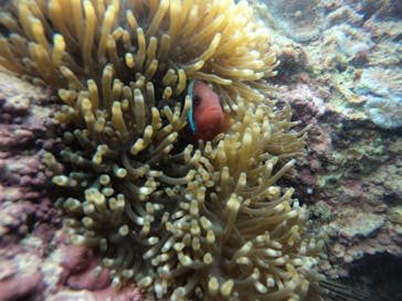 武藤潜水に投稿された画像（2022/5/1）