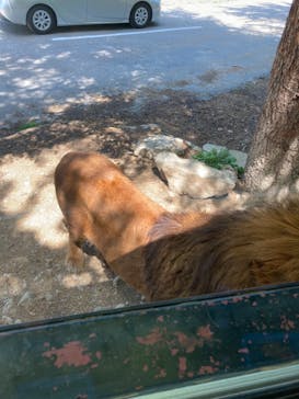 群馬サファリパークに投稿された画像（2022/5/1）