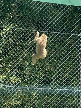 群馬サファリパークに投稿された画像（2022/5/1）