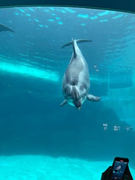 名古屋港水族館に投稿された画像（2022/5/1）