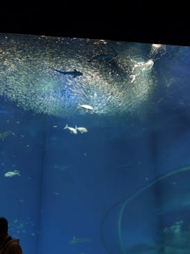 アクアワールド茨城県大洗水族館に投稿された画像（2022/5/1）