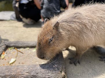 長崎バイオパークに投稿された画像（2022/5/1）