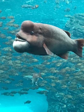 上越市立水族博物館 うみがたりに投稿された画像（2022/5/1）