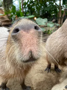 神戸どうぶつ王国に投稿された画像（2022/5/1）