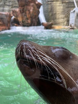 城崎マリンワールドに投稿された画像（2022/5/1）