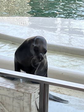 城崎マリンワールドに投稿された画像（2022/5/1）