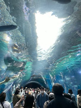 マクセル アクアパーク品川に投稿された画像（2022/5/1）