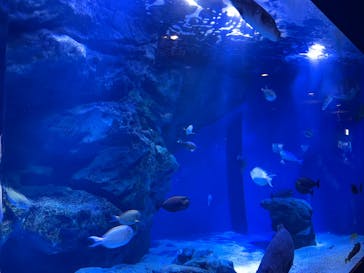 マクセル アクアパーク品川に投稿された画像（2022/5/1）