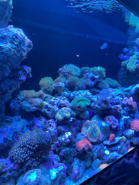 マクセル アクアパーク品川に投稿された画像（2022/5/1）