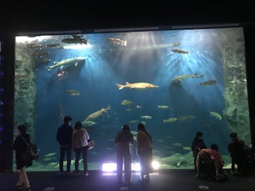 サケのふるさと 千歳水族館に投稿された画像（2022/5/1）