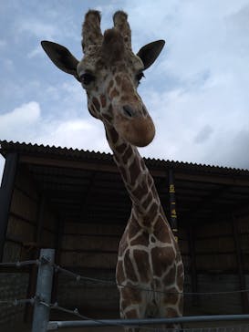 秋吉台自然動物公園 サファリランドに投稿された画像（2022/5/1）
