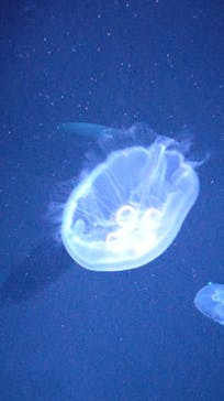 サンシャイン水族館に投稿された画像（2022/5/1）