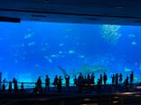 沖縄美ら海水族館に投稿された画像（2022/5/1）