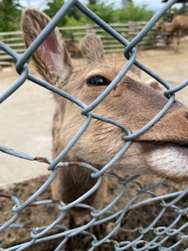 群馬サファリパークに投稿された画像（2022/5/1）