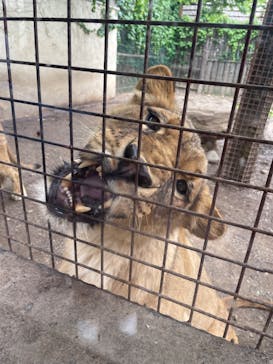 群馬サファリパークに投稿された画像（2022/5/1）