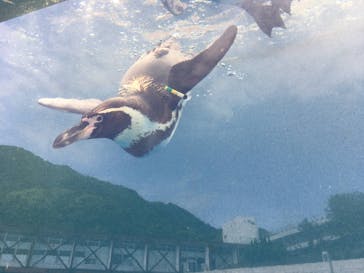 伊豆・三津シーパラダイスに投稿された画像（2022/5/1）