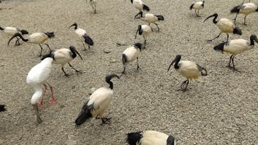 ネオパークオキナワに投稿された画像（2022/5/1）